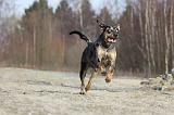 CATAHOULA 001